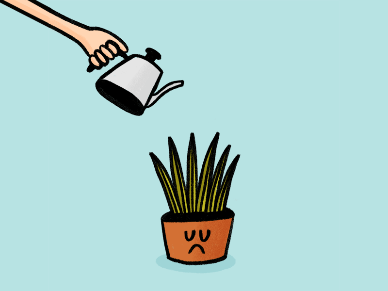 Plant Lady by Chandler Subra on Dribbble
