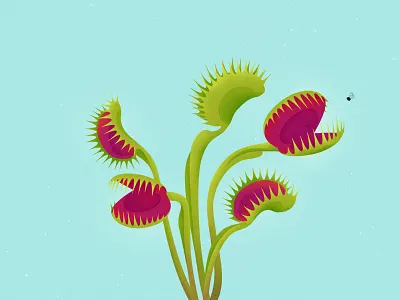 Carnivorous Plants: Dionaea Muscipula carnivorous illustration plant