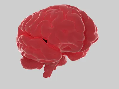 20180813 blender brain cycles