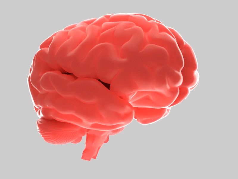 000334 blender brain cycles render