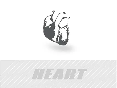 Heart Illustration