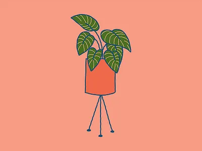Plant Friend calathea ferm illustration pink plant planter plantfriend stripy wobbles