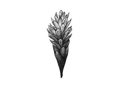 Tropical Plant Series: Red Ginger drawing illustration penandink plants red ginger stippling tropical