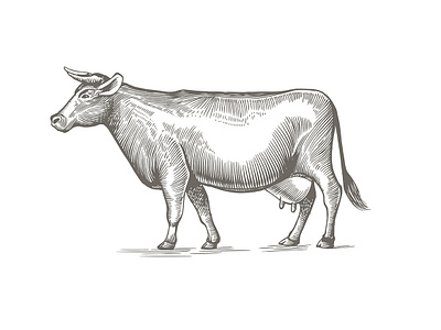 Cow illustration in engraving style. cow engrawing illustration labeldesign vector