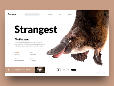 Flummox concept fauna strange ui ui ux webdesign website