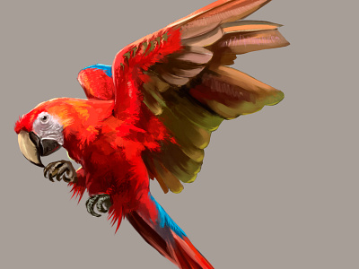 Guacamaya animal app bird illustration color desing illustration studio wild animals