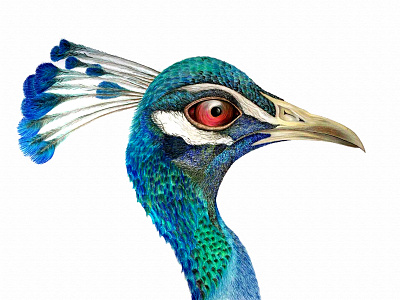 Peacock drawing illustration