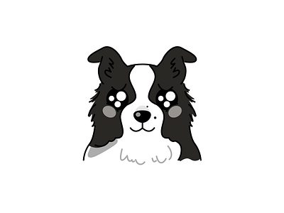 my lovely dog animal border collie dog pet