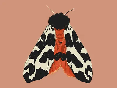 Dragonfly art freelance illustration moth