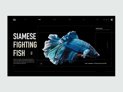 ZX Explorations - Header UI Concept clean data design fresh header interface landing marketing minimal page pallete product profile responsive simple typography ui ux web design website