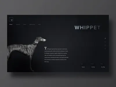 Whippet breed dark dog landing sketch ui whippet