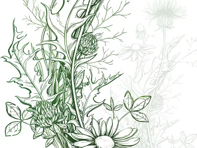 Summer spirit botanical flowers illustration lineart nature summer