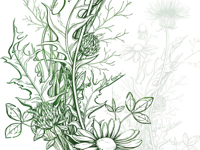 Summer spirit botanical flowers illustration lineart nature summer