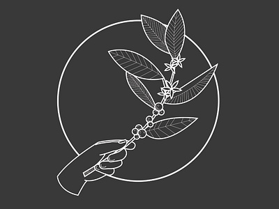 Coffee Plant coffee coffee bar design icon illustration linework logo vector