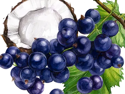 Black currant & coconut digital food illustration natural packaging packagingdesign taste watercolor