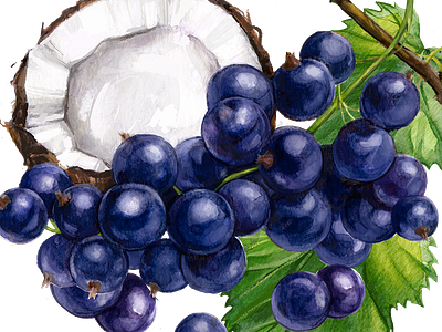 Black currant & coconut digital food illustration natural packaging packagingdesign taste watercolor