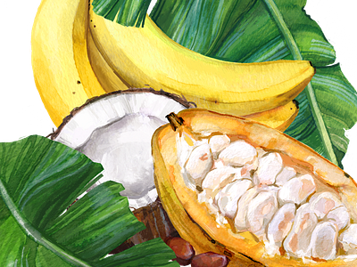 Cocoa & banana digital food fruit illustration packagedesign packaging watercolor