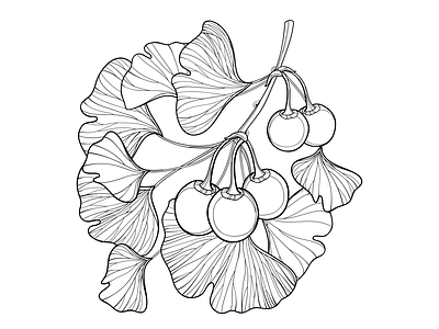 Gingko or Ginkgo biloba tree in contour style. black white coloring book coloring page contour drawing flora fruit gingko ginkgo biloba line art outline relict summer tree