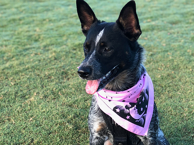 Epoch bandana in the wild bandana dog