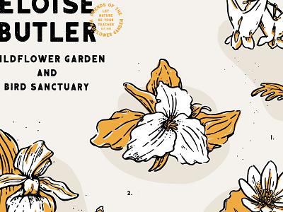 Posters for Parks eloisebutler flora minnesota native postersforparks wildflowers