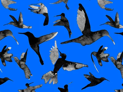 Flying Birds beauty bird birds black and white design direction drink flowers flying good luck honey hummingbirds humor ink birds love nectar new york patterns song watercolor