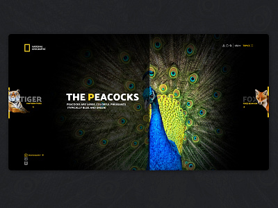 National Geographic website Concept design graphic icon illustration national geographic typography ui ux web webdesign