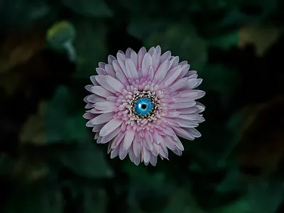 flowers 🌹(1/3) art design digitalart edit flower photo photo manipulation photoshop surreal surrealism visual visual art