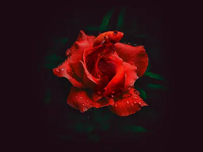 flowers 🌹(2/3) art design digitalart edit flower photo photomanipulation photoshop psd surreal surrealism visual visual art