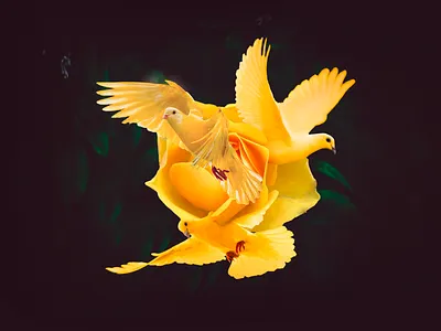 flowers 🌹(3/3) art edit flower photo photomanipulation photoshop psd surreal surrealism visual visualart