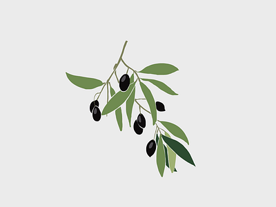 Olive illustration olive plant sketch vector