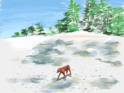 Sawyer in Maine illustration maine