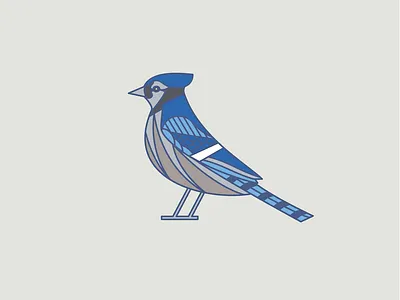Blue Jay bird blue blue bird jay