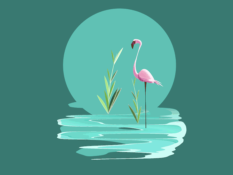 Flamingo after effects after effects animation afx blue flamingo fun vector