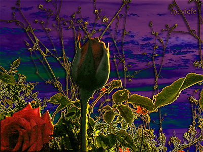 Crepusculo color design digital art graphic art illustration inspiration mavicfe painting photography photoshop prodpersonal twilight