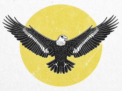 Eagle bird circle eagle