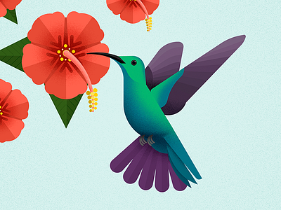 Green Breasted Mango animal biodiversity bird flower hibiscus hummingbird illustration nectar vector