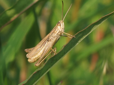 Grasshopper / cricket grasshopper