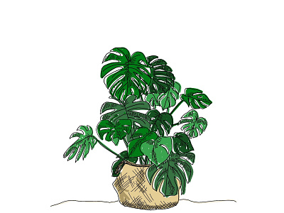 Monstera monstera plant plant drawing tropical plants