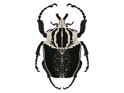 Goliathus regius | Royal Goliath Beetle beetle bug digital art illustration insect ipad pro