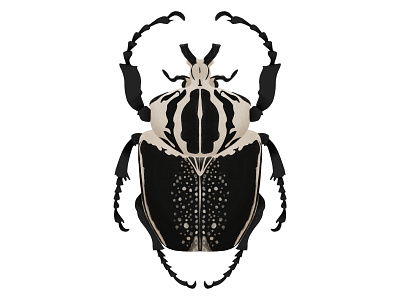 Goliathus regius | Royal Goliath Beetle beetle bug digital art illustration insect ipad pro