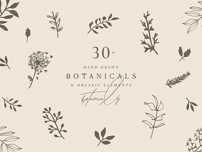 Hand Drawn Botanical Collection autumn leaves botanical botanical illustration design elements floral floral graphics floral illustration flower graphics flower illustration flowers frames hand drawn hand drawn botanical herbs illustration illustration leaves organic elements vector wedding