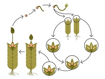 Moss Life Cycle
