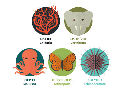 Animal Phyla