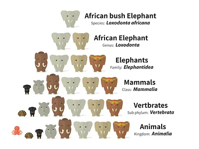 Scientific Classification Of Elephants