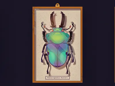 Phalacrognathus Muelleri Captured affinity animal art beetle box bug design gradient illustration insect nature