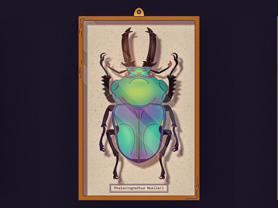 Phalacrognathus Muelleri Captured affinity animal art beetle box bug design gradient illustration insect nature