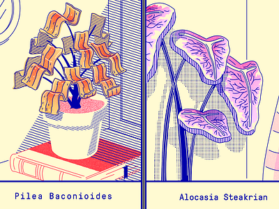 Pilea Baconioides alocasia ari bacon color crazyplantlady houseplants illustration lines meat minimal patern pilea plant illustration plants sausage steak texture vector vector art vegan