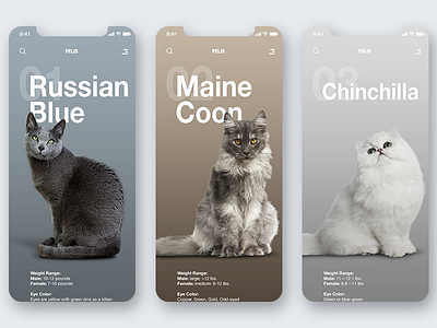 Felis Mobile cat design interface layout mobile responsive ui ux