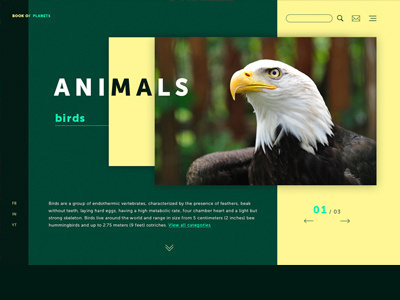 Birds animals birds design first screen material design site about birds ui web design