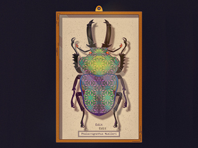 Phalacrognathus Muelleri Edit affinity art beetle bug edit illustration paint pattern